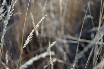 Close-up Shot of Tall Grass in Fall Time