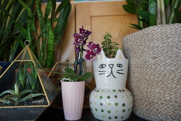 Snake Plant, Orchid, and Succulent in a Modern Condo