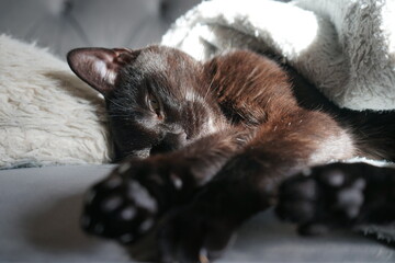 Black Female Cat Napping in the Sun on a White Fuzzy Blanket