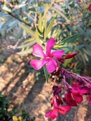 red oleander flower, laurel