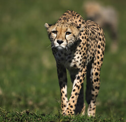 Naklejka na ściany i meble cheetah in the grass