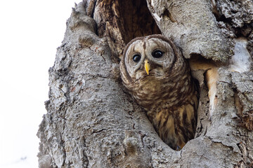 Barred owl (Strix varia) peeking out of a hole in a tree in Sarasota, Florida
