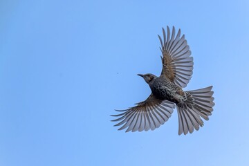 青空バックに夢中で虫をとるヒヨドリ