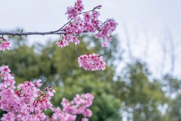 グリーンバックに見る満開のオカメザクラ