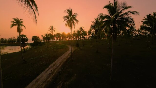Palm grove on the seashore in the tropics, aerial video filming from a drone