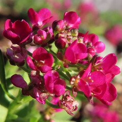 Fototapeta na wymiar 早春にアリッサムが赤い花を咲かせています