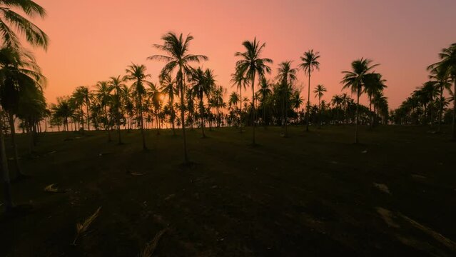 Palm grove on the seashore in the tropics, aerial video filming from a drone