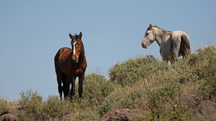 Dark bay and dapple gray stallions on desert hillside in the Salt River wild horse management area...