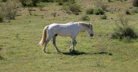 White stallion wild horse walking in the Salt River wild horse management area near Mesa Arizona United States