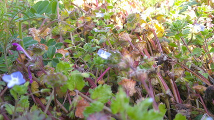 grass the importance of loving nature