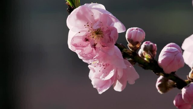 Tokyo, Japan - March 31, 2024:  Pink flowers of Prunus persica or flowering peach
