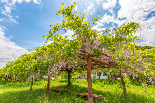May's garden view with beautiful violet wisteria flowers
