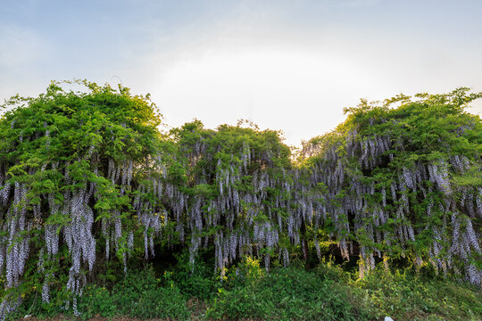 May's garden view with beautiful violet wisteria flowers