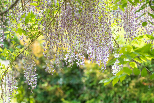 May's garden view with beautiful violet wisteria flowers