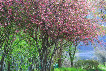 The pink flowers are in full bloom on the Hall crab apple tree.
