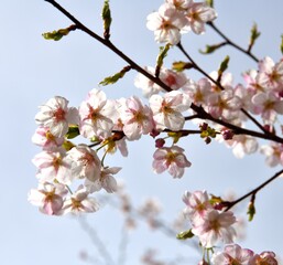 樹木公園の大漁桜