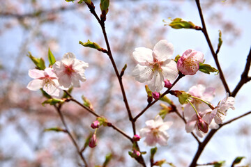 樹木公園の大漁桜