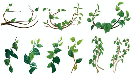 Liana or jungle plant or vine wild greenery winding - obrazy, fototapety, plakaty