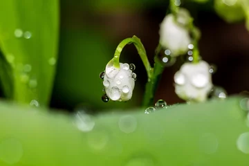 Zelfklevend Fotobehang Lily of the valley plant (Convallaria majalis) with white flowers covered with drops of water © PhotoChur