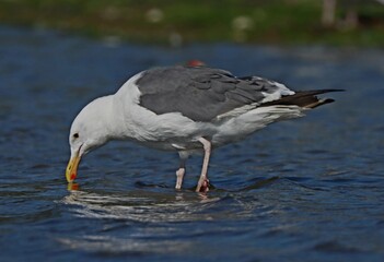 gaviota tomando agua en un lago