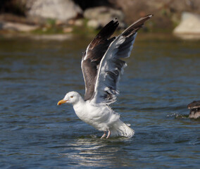gaviota aleteando, inicio de vuelo