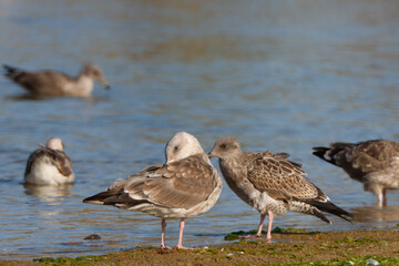 gaviota de pie en la orilla de un lago