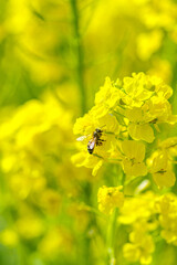 青空に向かって咲く菜の花
