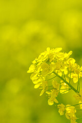 クローズアップした菜の花

