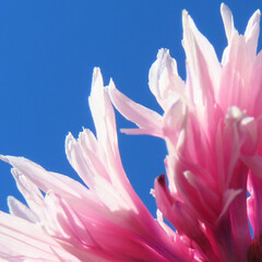 秋にヤグルマギクがピンク色の花を咲かせています - obrazy, fototapety, plakaty