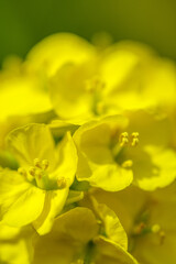 クローズアップした菜の花
