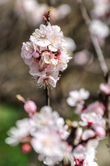 咲き始めた白い桜
