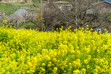 青空に向かって咲く菜の花
