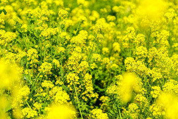 Obraz premium 青空に向かって咲く菜の花 