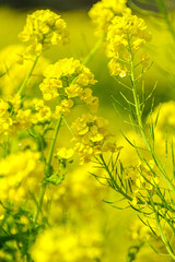 青空に向かって咲く菜の花
