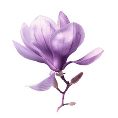Close up of a purple flower, petals vibrant against the transparent background