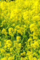 Obraz premium 青空に向かって咲く菜の花 