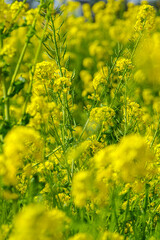 青空に向かって咲く菜の花
