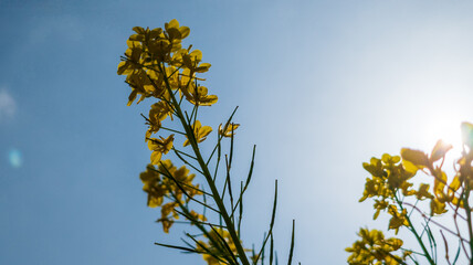 春の光を浴びる菜の花
