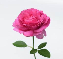 白背景にピンクの薔薇、バラ・イブピアッチェ、ピンクのバラの花、rose...