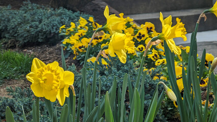 Yellow daffodils  bring bright colors to the neighborhood. Spring!