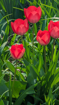 Red tulips bring bright colors to the neighborhood. Spring!