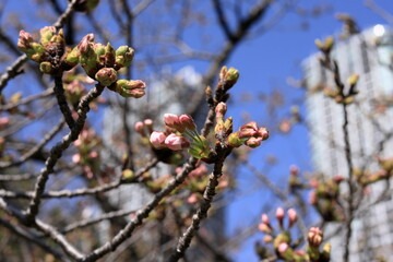 東京散歩　浜離宮恩賜公園あたり
