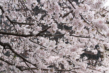 満開の桜に包まれる