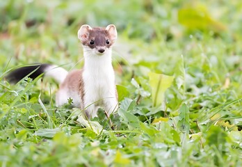 An ermine looking forward, standing among the green grass