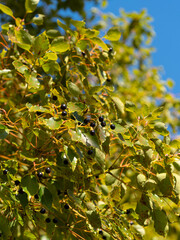 果実を付けた楠木