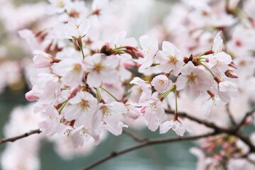 桜咲く