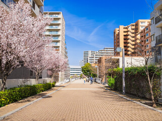 郊外の住宅地　桜が咲く生活道路