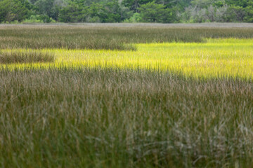 Fototapeta premium Smooth Natural Cordgrass Dropseeds in Carolina Beach