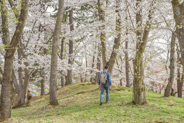 Landscape View Of Cherry Blossoms (Sakura) At Hirosaki Castle Park, Aomori, Japan