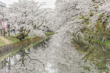 Landscape View Of Cherry Blossoms (Sakura) At Hirosaki Castle Park, Aomori, Japan